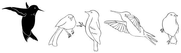Birds