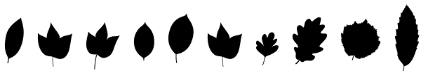 Fontfoliae