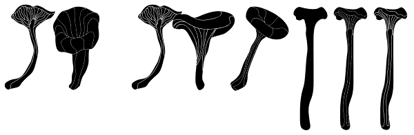 FT Funghi Font