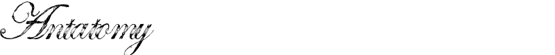 Antatomy Font